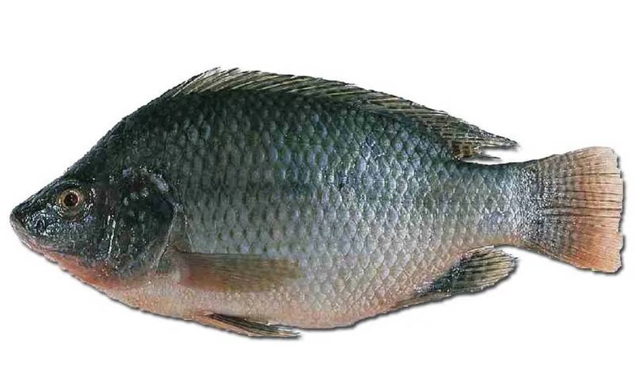 Whole Fish Tilapia (1.500kg----2kg)